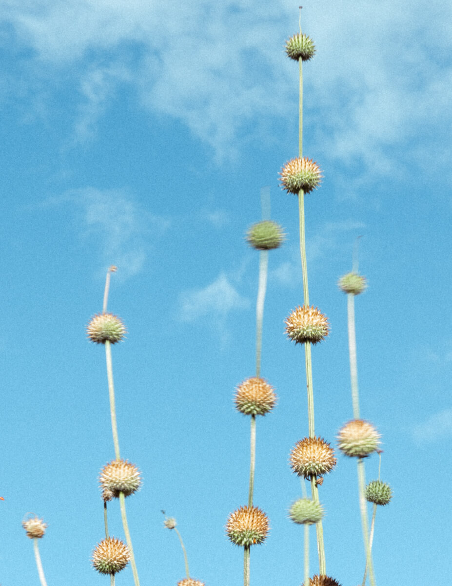 Leonotis nepetifolia lion's ear flowers Ngorongoro